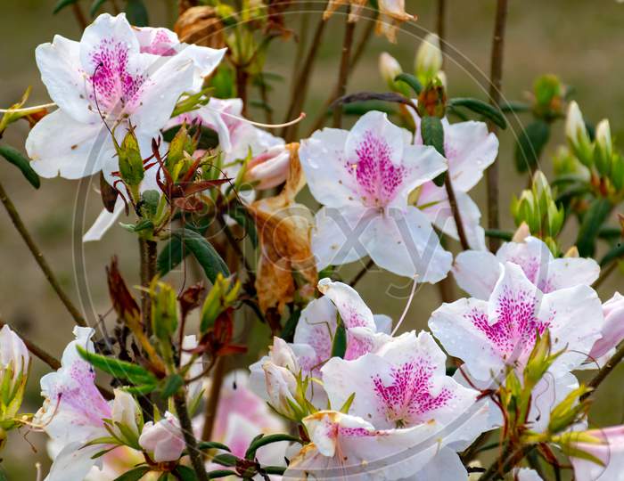 Close-up of a blossoming white and pink Rhododendron or Lily Flower in Spring in Eastern Himalaya stock photo