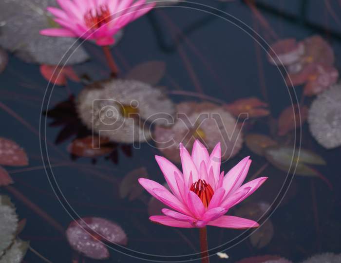 Two Pink Color Lotus Flowers In Blue Color Water Along With Other Leaves And Water Plants.