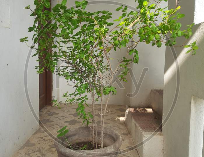 a plant of Tulsi in pot in the Balkany of village