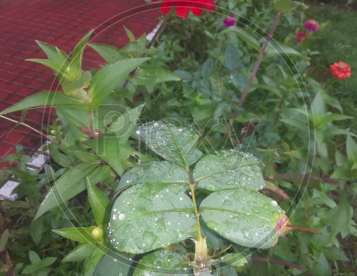 There are drops of water on the rose leaf