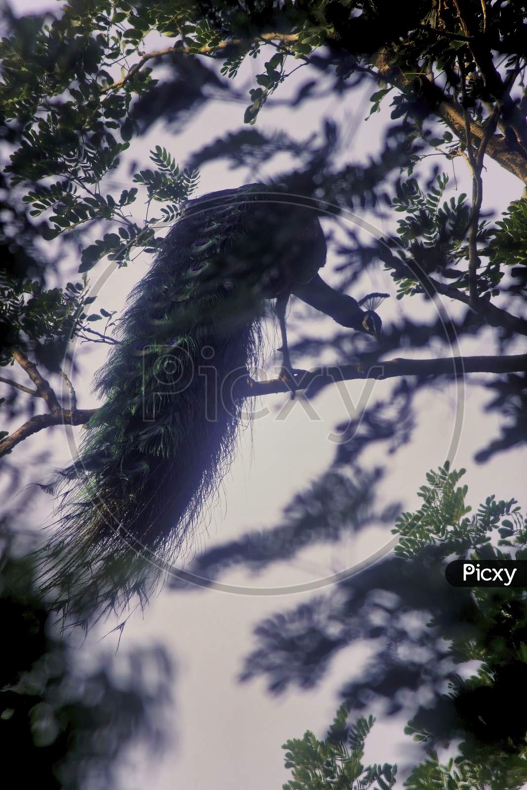 A Peafowl On A Tree