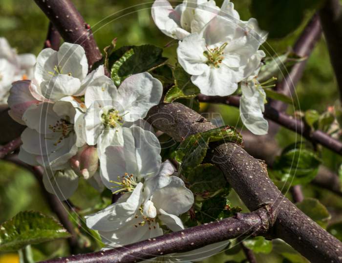 Flowering White Plants Apple Tree