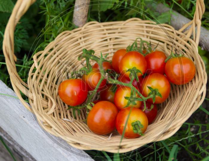 Cultivation Of Tomatoes From The Organic Garden