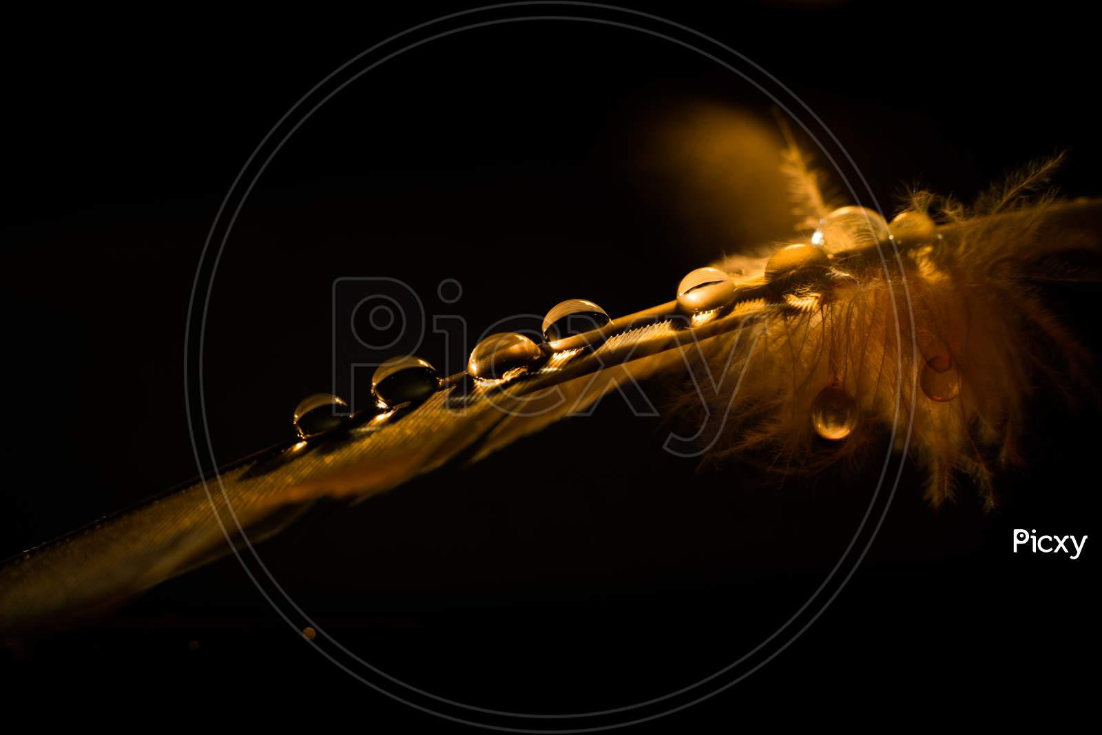 Feather On A Black Background With Water Droplets. Golden Feather Close Up.