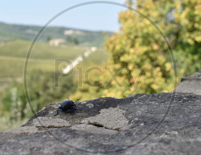 A baby step of the beetle in Tuscany Italy
