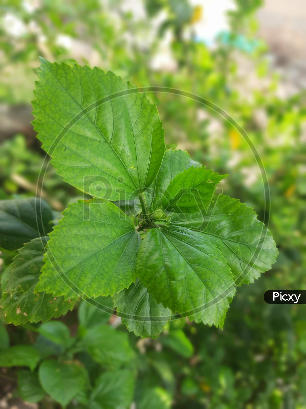 a closeup of couple of hibiscus leaves with greenish natural background
