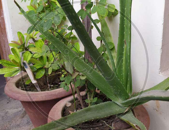 Alovera plant