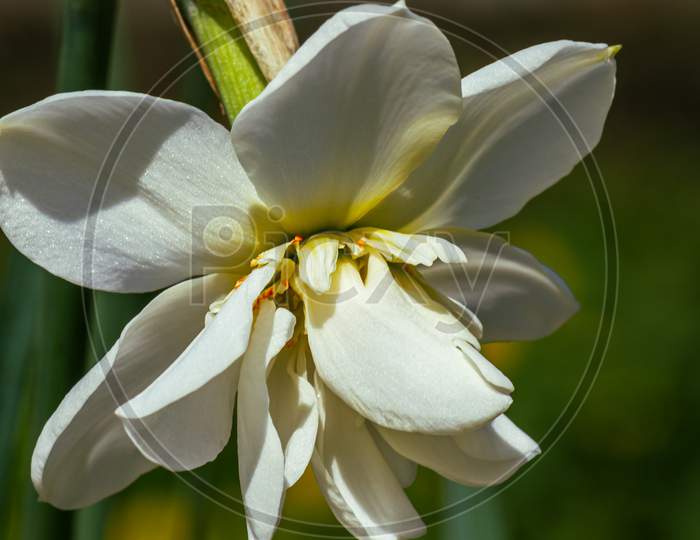 White Daffodil Flower Plant, Spring Time