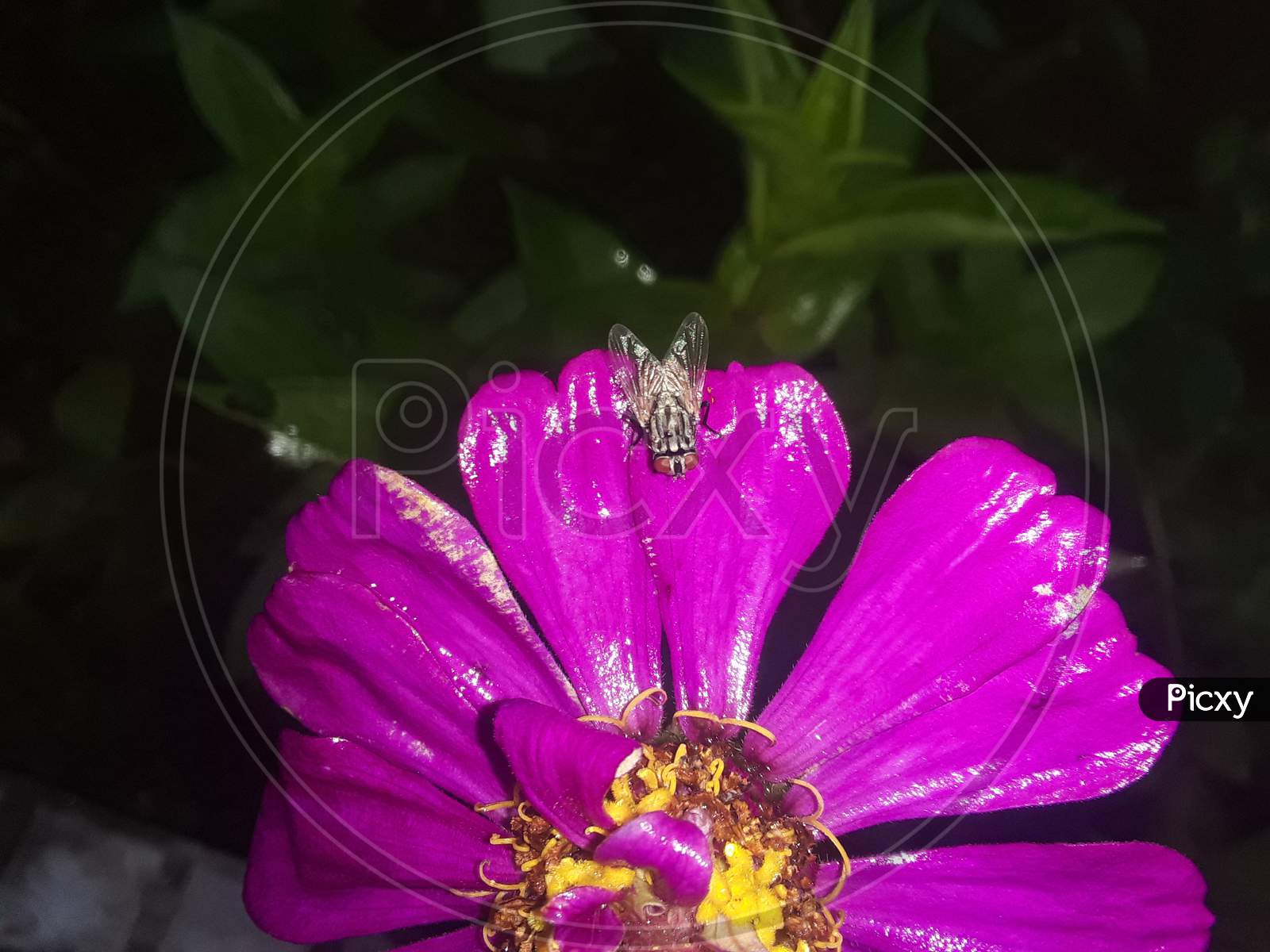 A fly over a pink flower