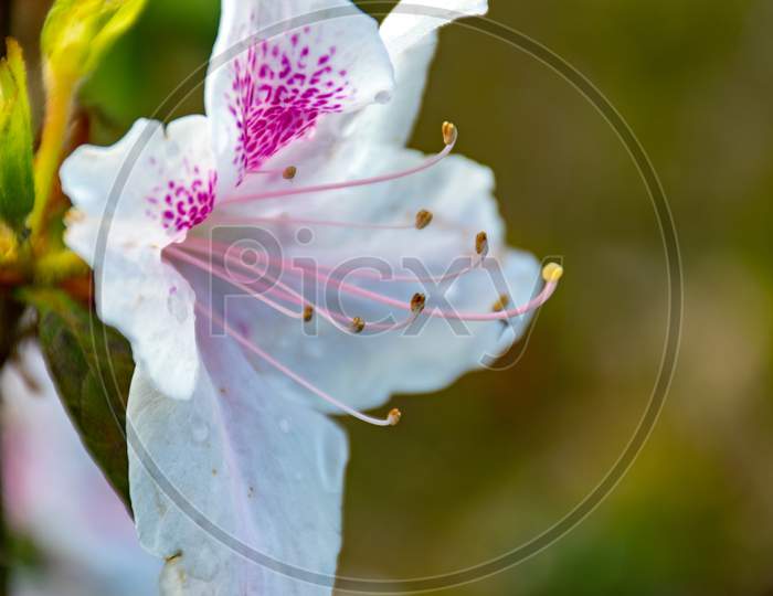 Close-up of a blossoming white and pink Rhododendron or Lily Flower in Spring in Eastern Himalaya stock photo