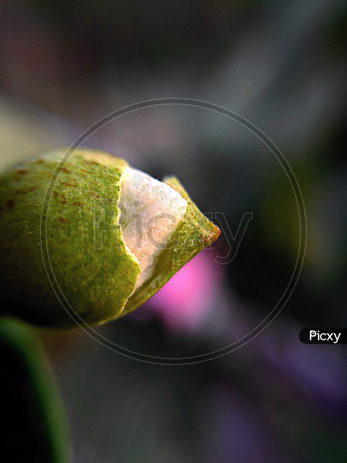 Macro Photography Of Bud Of Guava Fruit Breaking Its First Layer For Becoming A Flower.