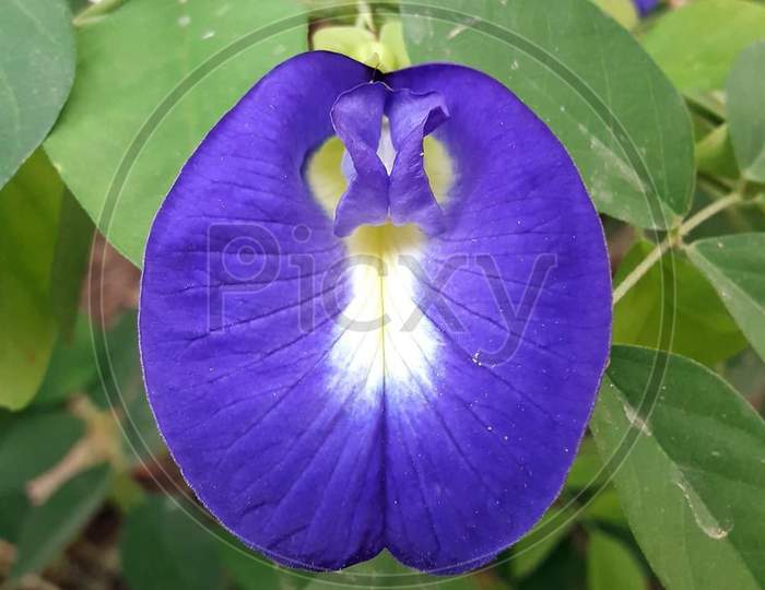 A Mix hybrid flower with violet & White color