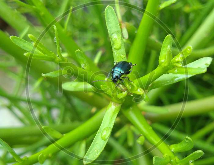 Blue beetle on the plants surface.