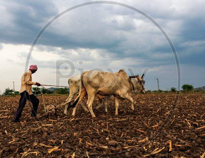 Farmer ploughing the field in Kharif