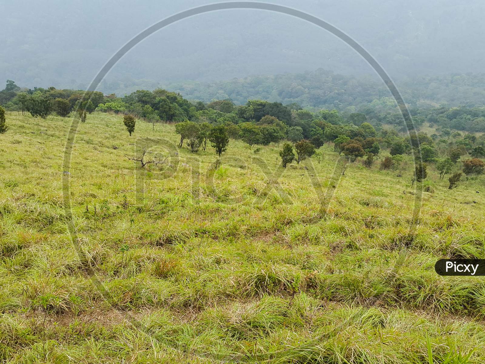 Grassland and valley landscape view Ponmudi hill station Trivandrum