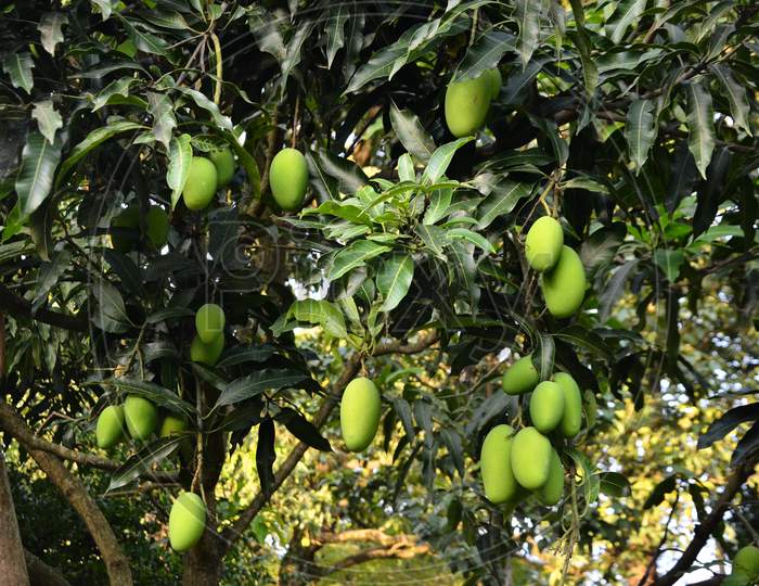 Mango tree in the garden Himachal Pradas,India