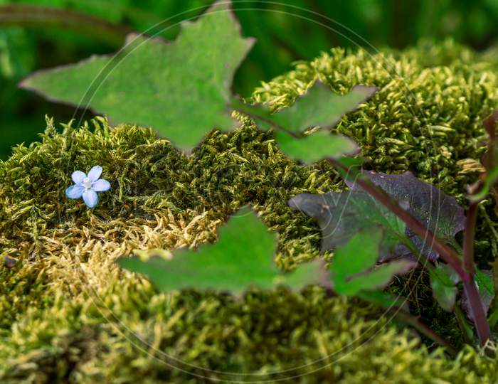 One Small Blue Flower In Moss