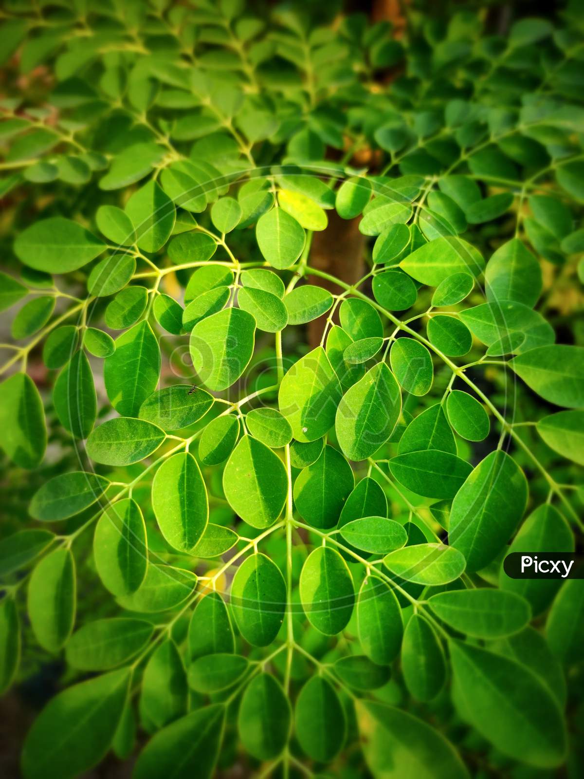 Moringa oleifera tree leaves