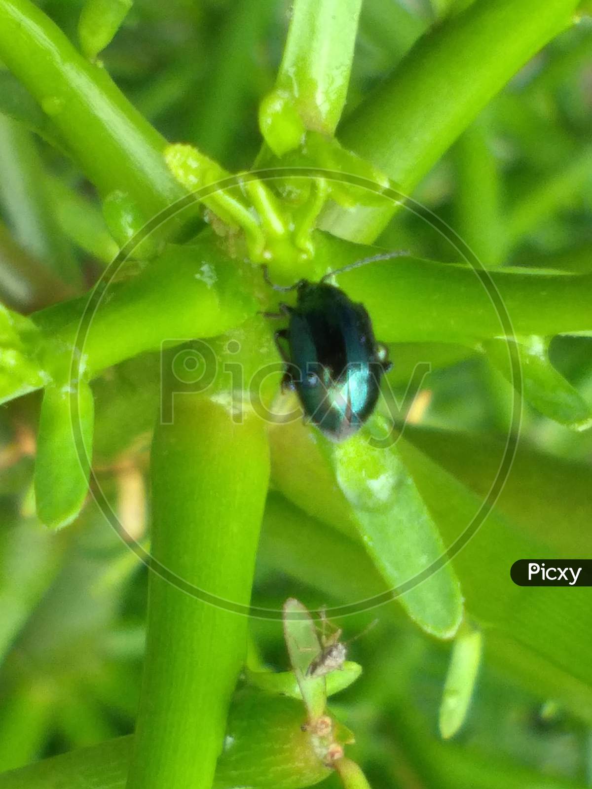 Closed view of blue beetle sitting on green pants surface
