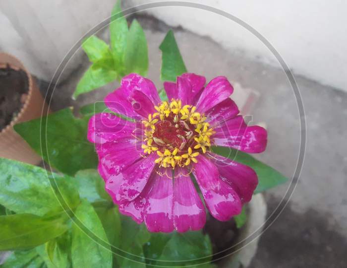 Pink Guldawdi flower
