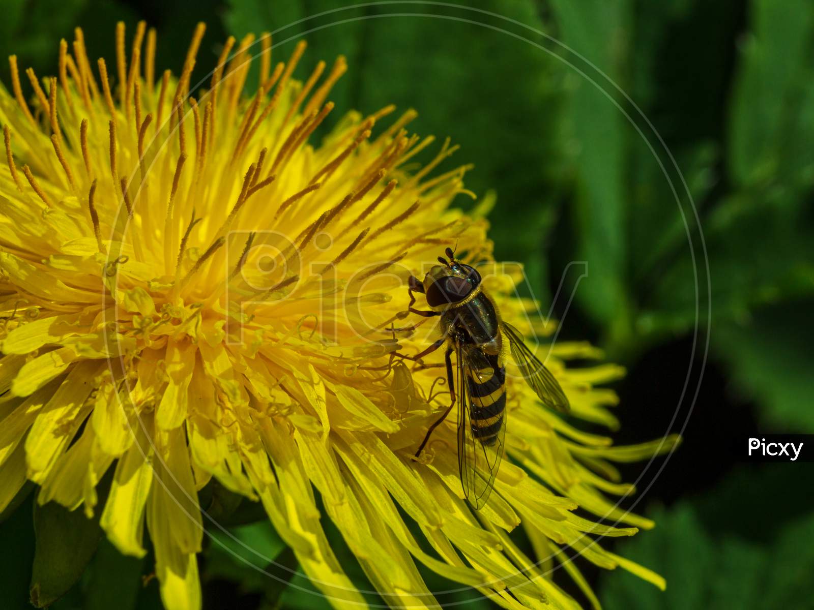 Dandelion Yellow Flower, Insect Bee Inside