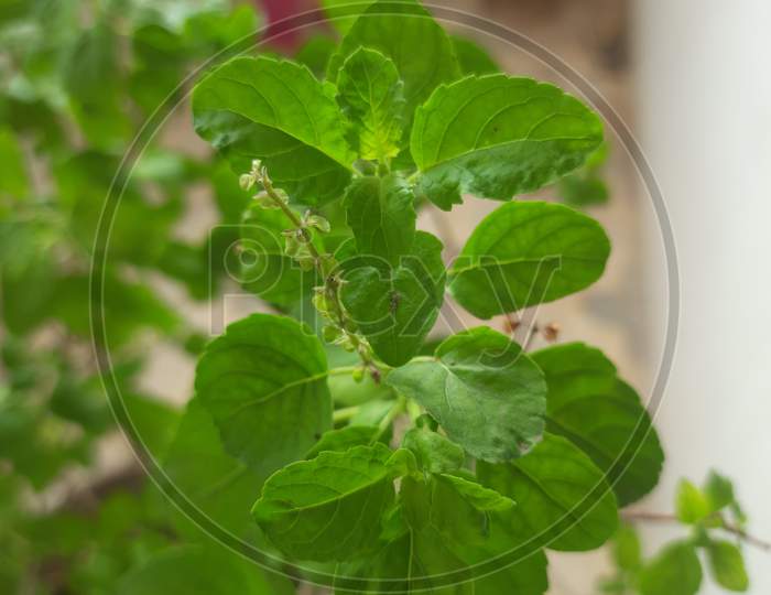 a branch and leaf of holy basil called as Tulsi with its seeds and blur green leaves background