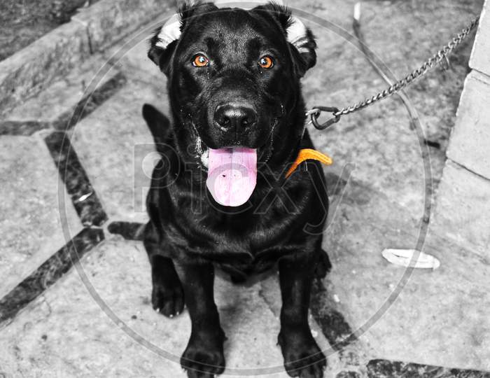 A Black Labrador Dog Sitting On The Floor With Its Tongue Outside Looking At The Camera.Background Is Made Black And White To Highlight The Dog