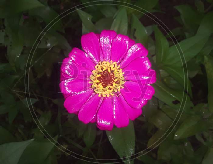 Single pink Guldawdi flowers is garden