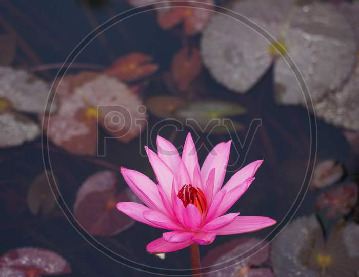 A Pink Color Lotus Flower In Blue Color Water Along With Other Leaves And Water Plants.