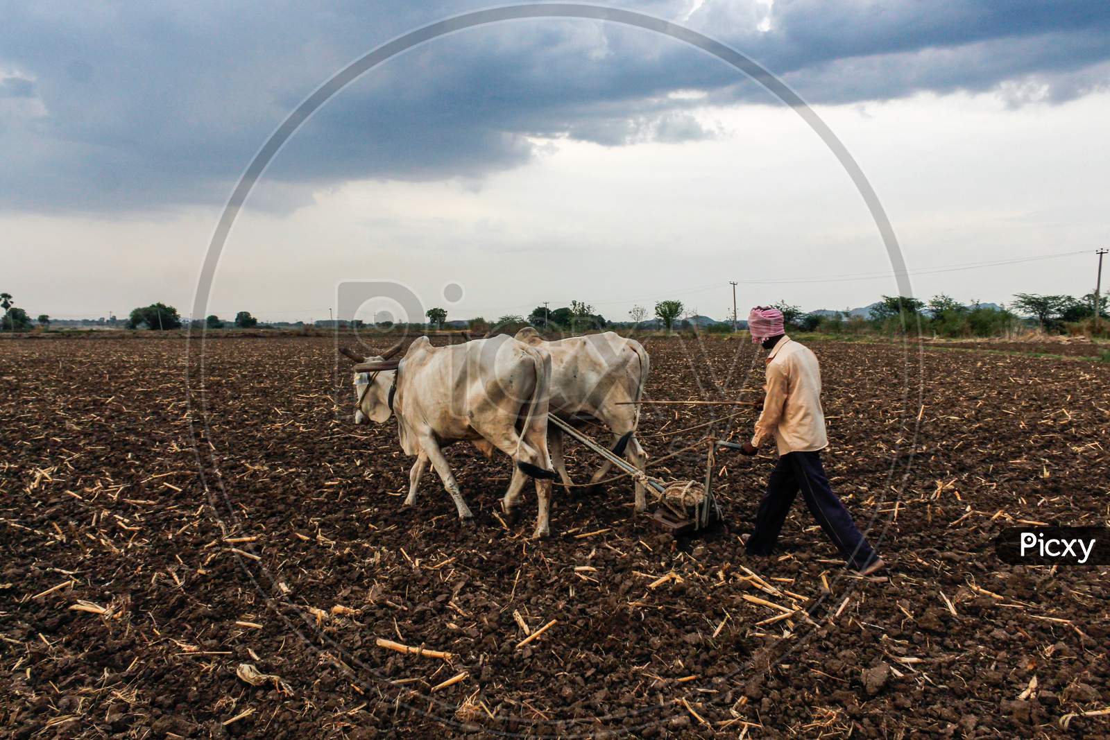 Farmer ploughing the field in Kharif