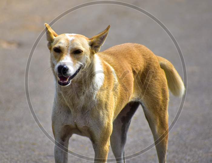 A Street Dog Smiling . Its Brown In Color And Have White Patches . Smiling Dog Waiting For Food