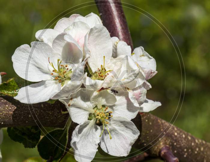 Flowering White Plants Apple Tree