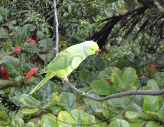 Beautiful green parrot
