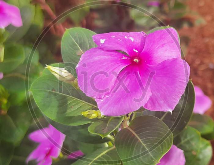 HD and beautiful pink flower