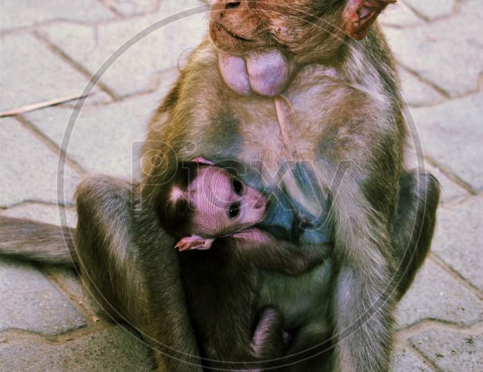 A Monkey Eating Idli With Its Baby Sitting Or Hugging Its Mother ,The Monkey Is Looking At The Camera With Expressive Eyes