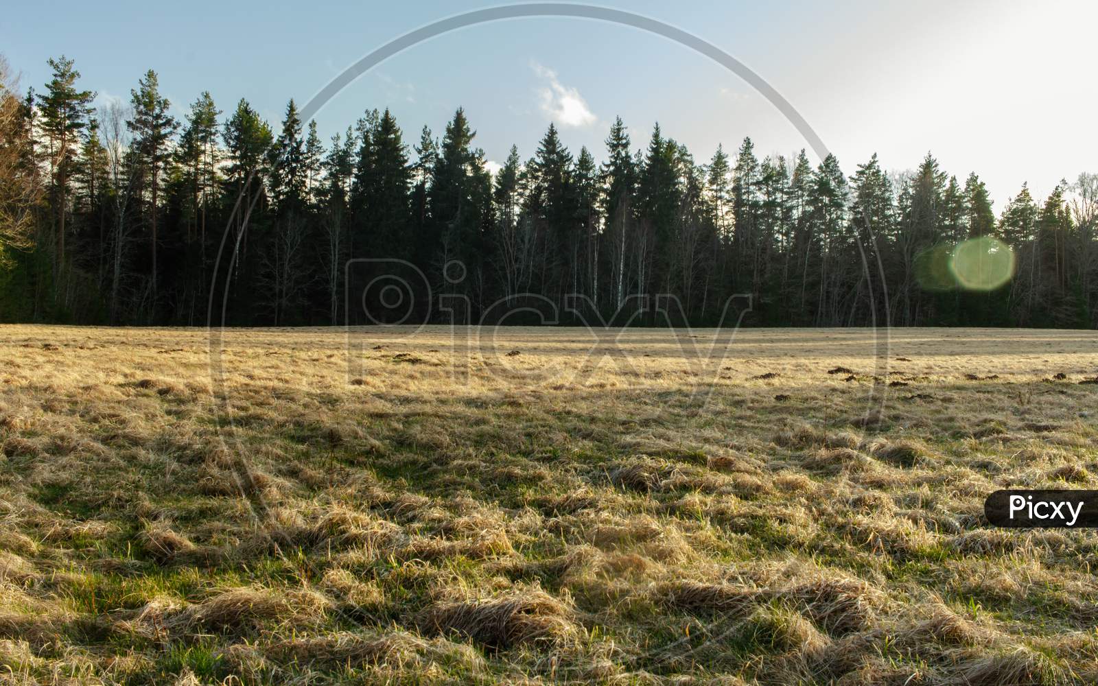 Grass Meadow After Winter, Forest Background