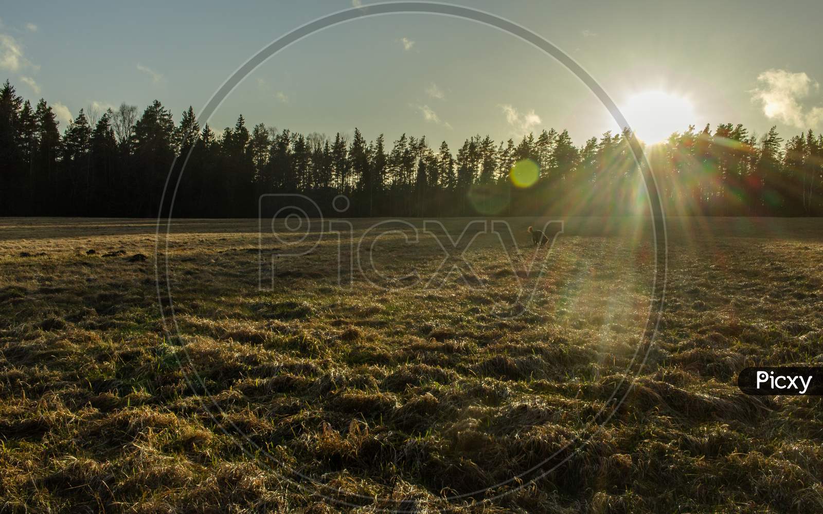 Green Meadow At Sunset Time, Forest Background
