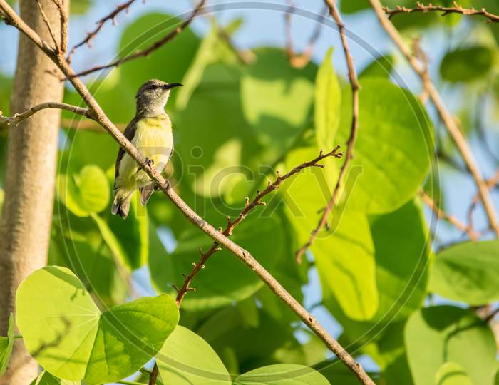 Purple Rumped Sunbird (Leptocoma Zeylonica) Perched On A Tree With Bright Green Leaves.