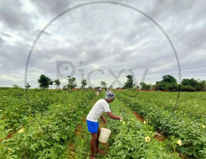 Farmer work on the farm
