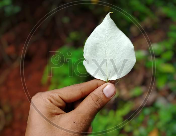 Leaf in hand