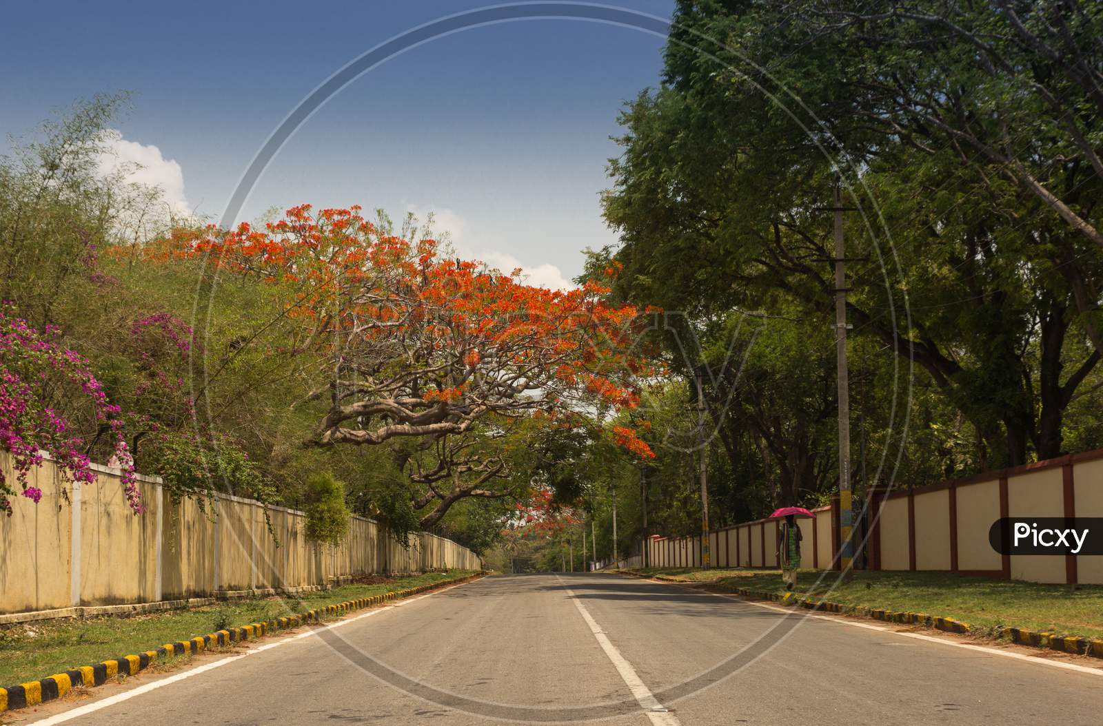 An awesome view of Irani road with Gul Mohar trees in Mysore/India.