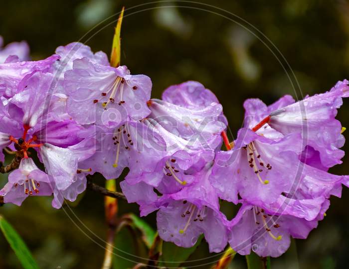 A beautiful violet Rhododendron Flower in North Sikkim Eastern Himalaya