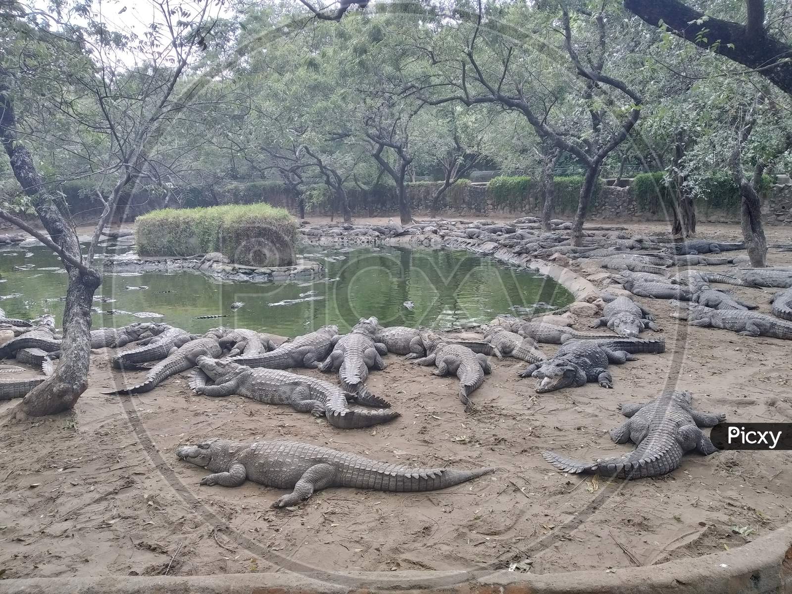Crocodiles relaxing at the park