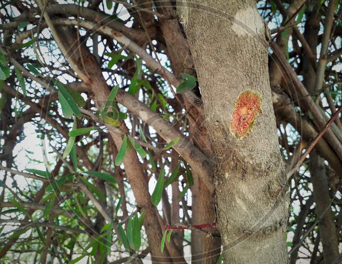 Closeup Of Sign Of Injury On A Tree Trunk Peeled Tree Bark With Axe