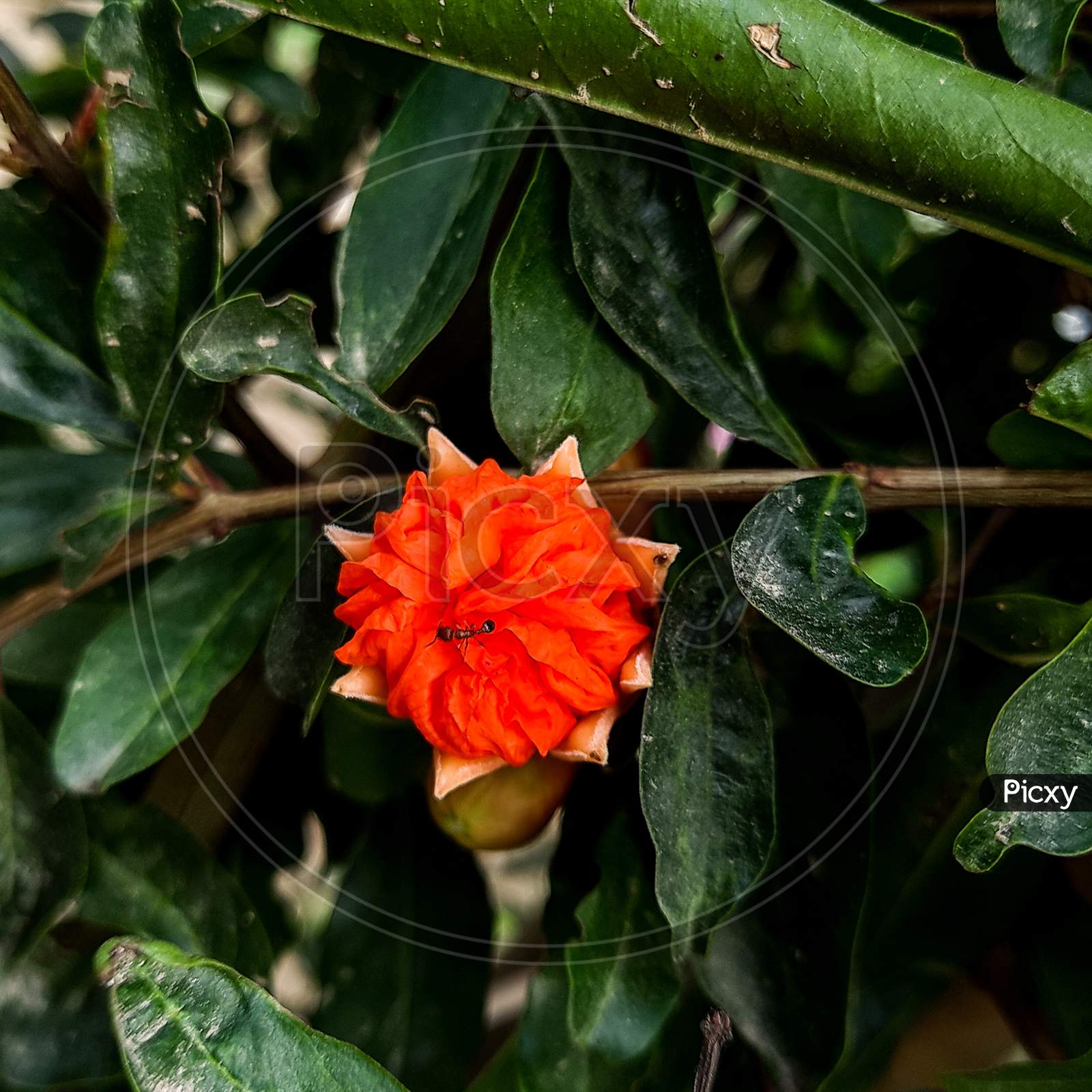 Pomogranate flower