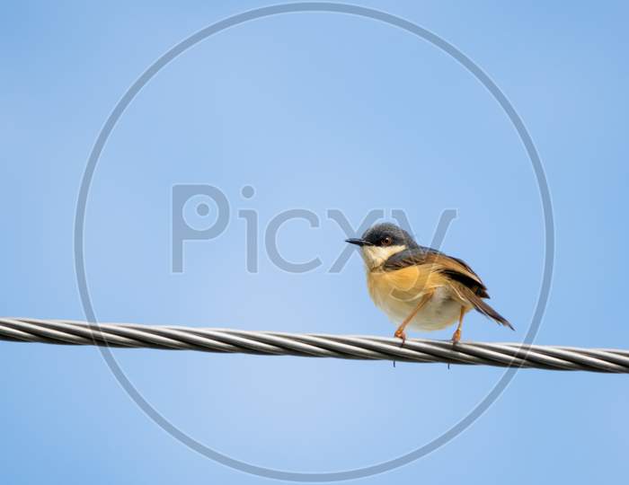 Portrait Of Ashy Prinia (Prinia Socialis) Perching On A Powerline With Blue And Clear Sky In The Background