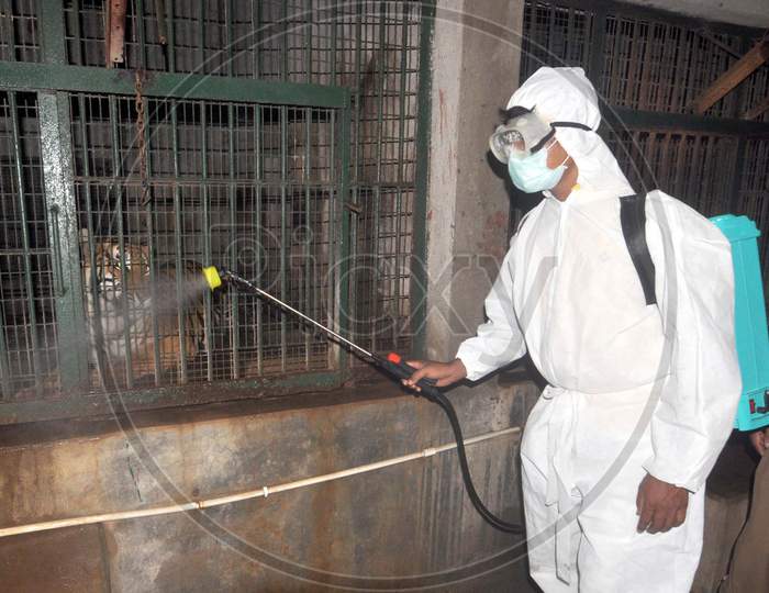 A Worker Wears Personal Protective Equipment (Ppe) As He Sprays Disinfectants At The Cages Of Tiger As A Preventive Measure Against The Spread Of The Covid-19 Coronavirus At Assam State Zoo In Guwahati, India