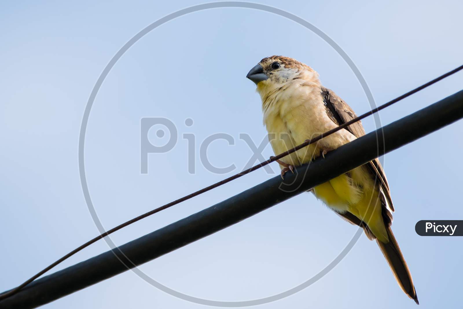 Portrait Of Indian Silverbill (Euodice Malabarica) Perching On A Wire