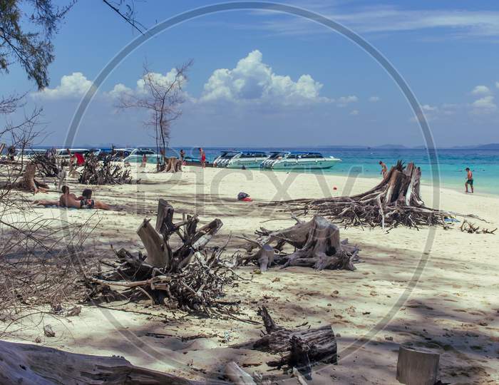 Phi Phi Island, Thailand- April 4 2019:  Dry Dead Trees At White Sand Beach