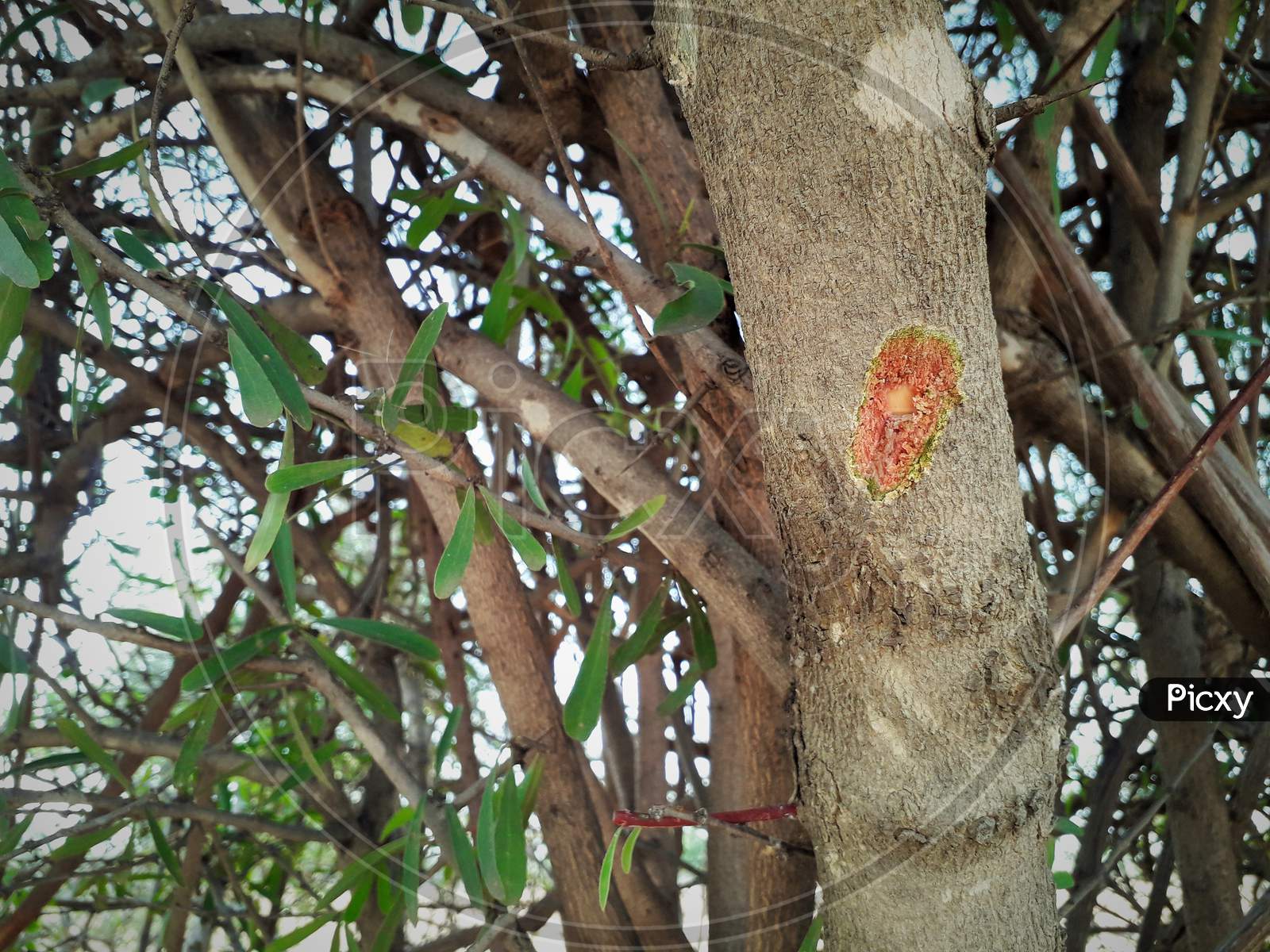 Closeup Of Sign Of Injury On A Tree Trunk Peeled Tree Bark With Axe